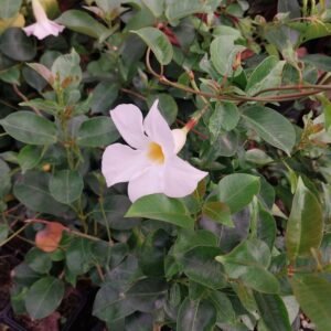 DIPLADENIA BRANCA