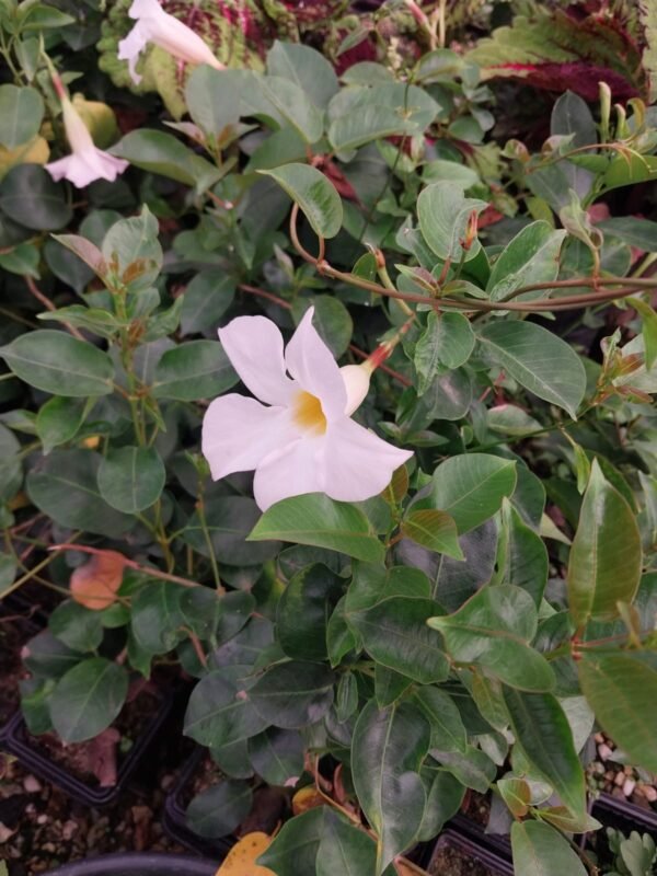 DIPLADENIA BRANCA